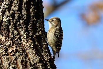 Japanese Pygmy Woodpecker 平谷川 Mon, 1/10/2022
