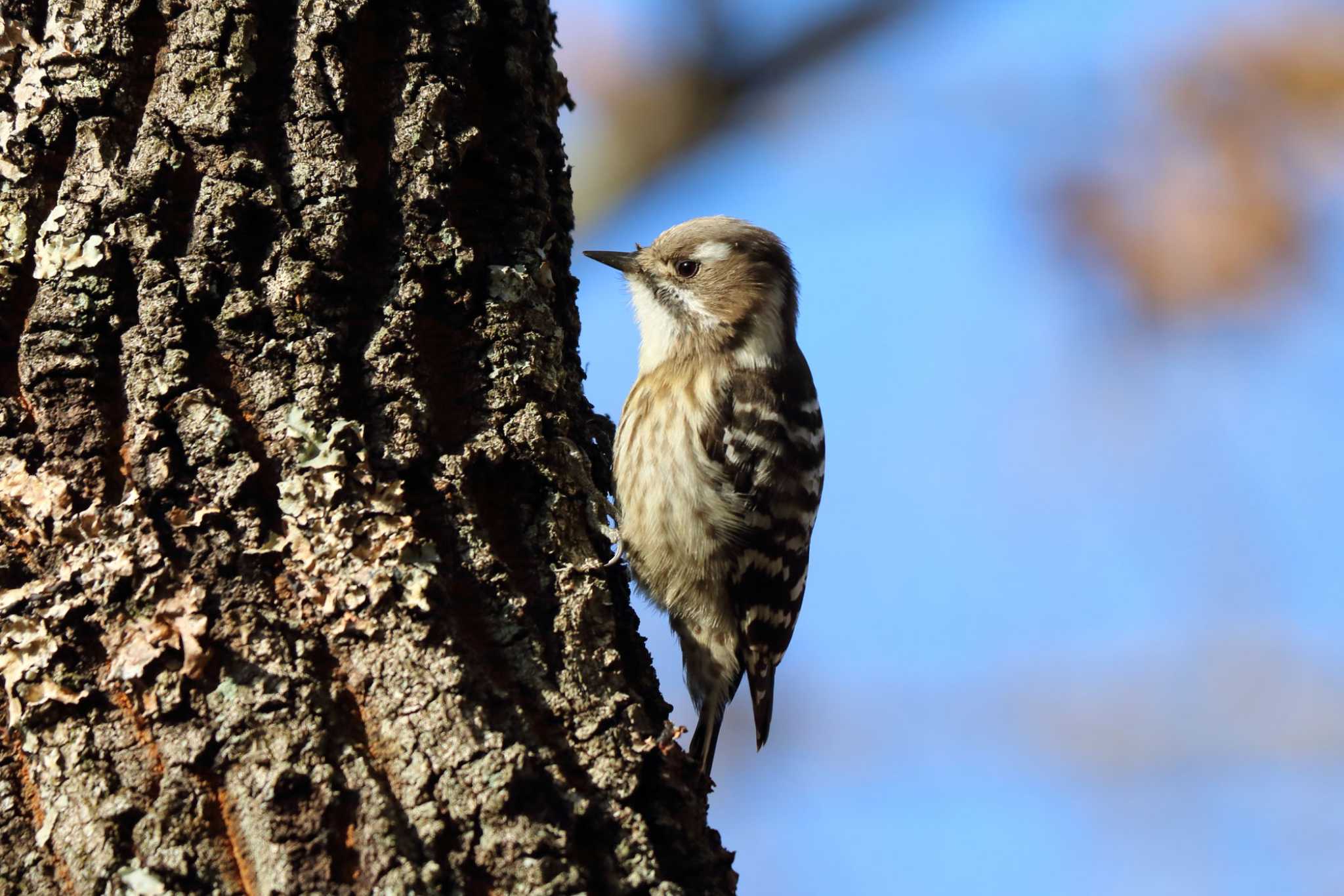 Photo of Japanese Pygmy Woodpecker at 平谷川 by いわな
