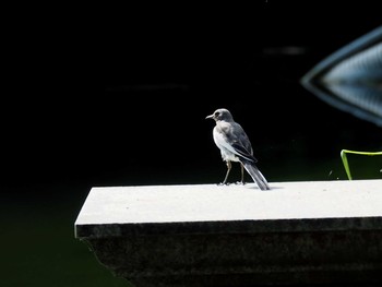 アジサシ 七つ洞公園 2017年7月15日(土)