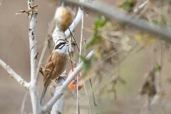 Meadow Bunting Akigase Park Sun, 12/12/2021