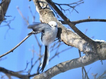 Long-tailed tit(japonicus) 札幌 Mon, 1/10/2022