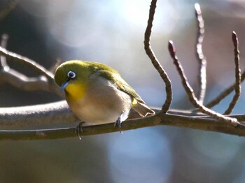 Warbling White-eye 多摩川台公園 Wed, 1/12/2022