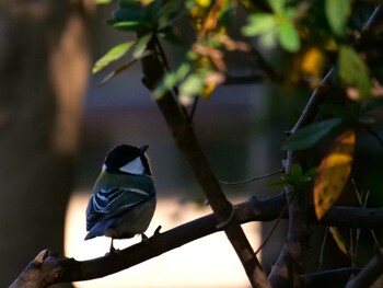 シジュウカラ 多摩川台公園 2022年1月12日(水)