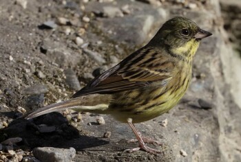 Masked Bunting 和歌山城公園 Wed, 1/12/2022