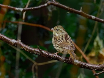 2022年1月11日(火) 不動ヶ池の野鳥観察記録