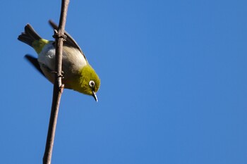 Warbling White-eye 国会前庭 Wed, 1/12/2022