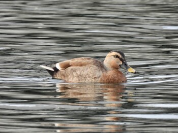 Wed, 1/12/2022 Birding report at 甲子園浜(兵庫県西宮市)