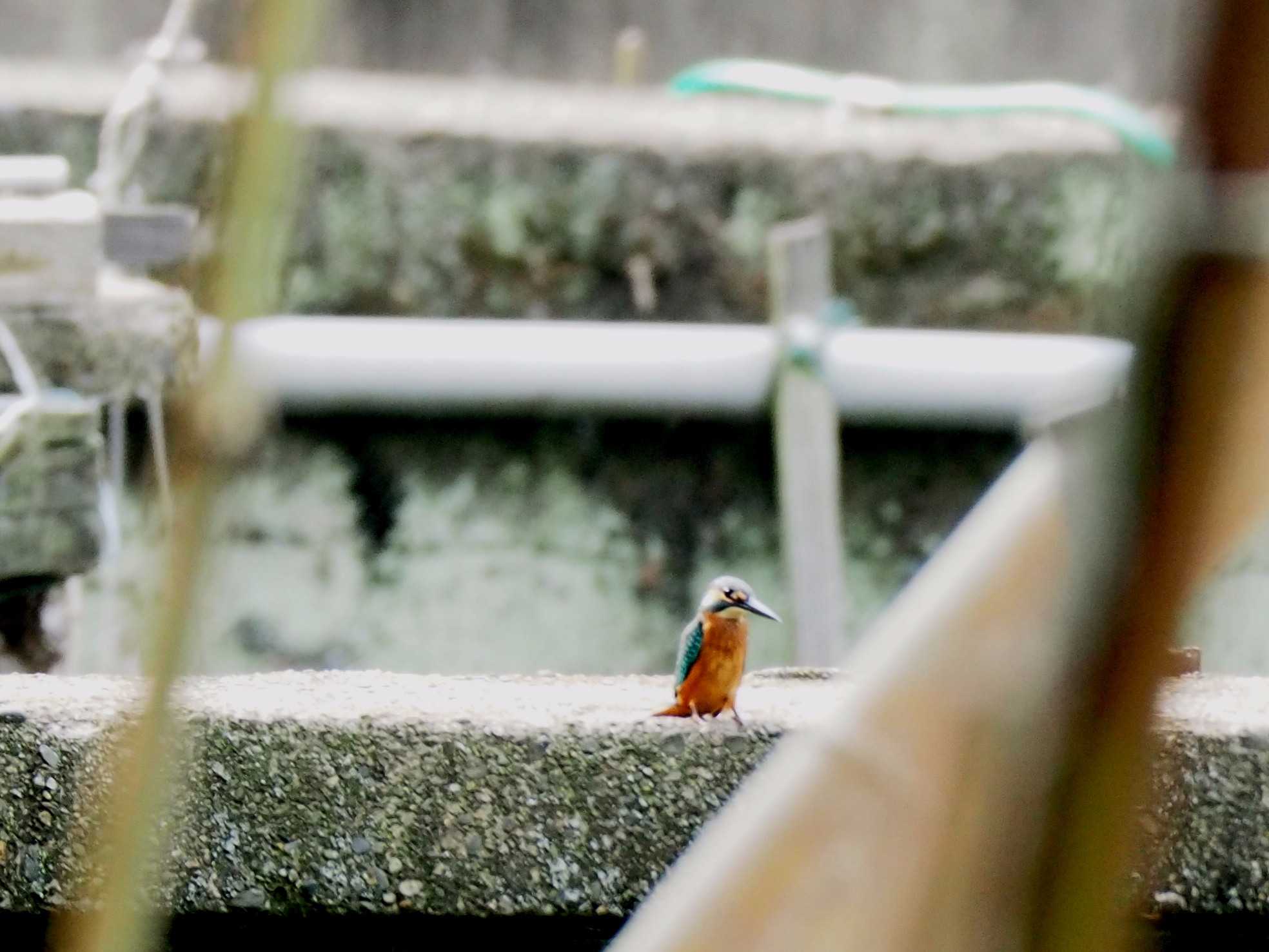 Photo of Common Kingfisher at 七つ洞公園 by アカウント1050