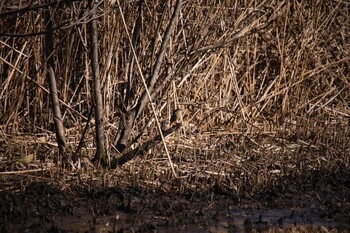 ウグイス 北本自然観察公園 2022年1月9日(日)