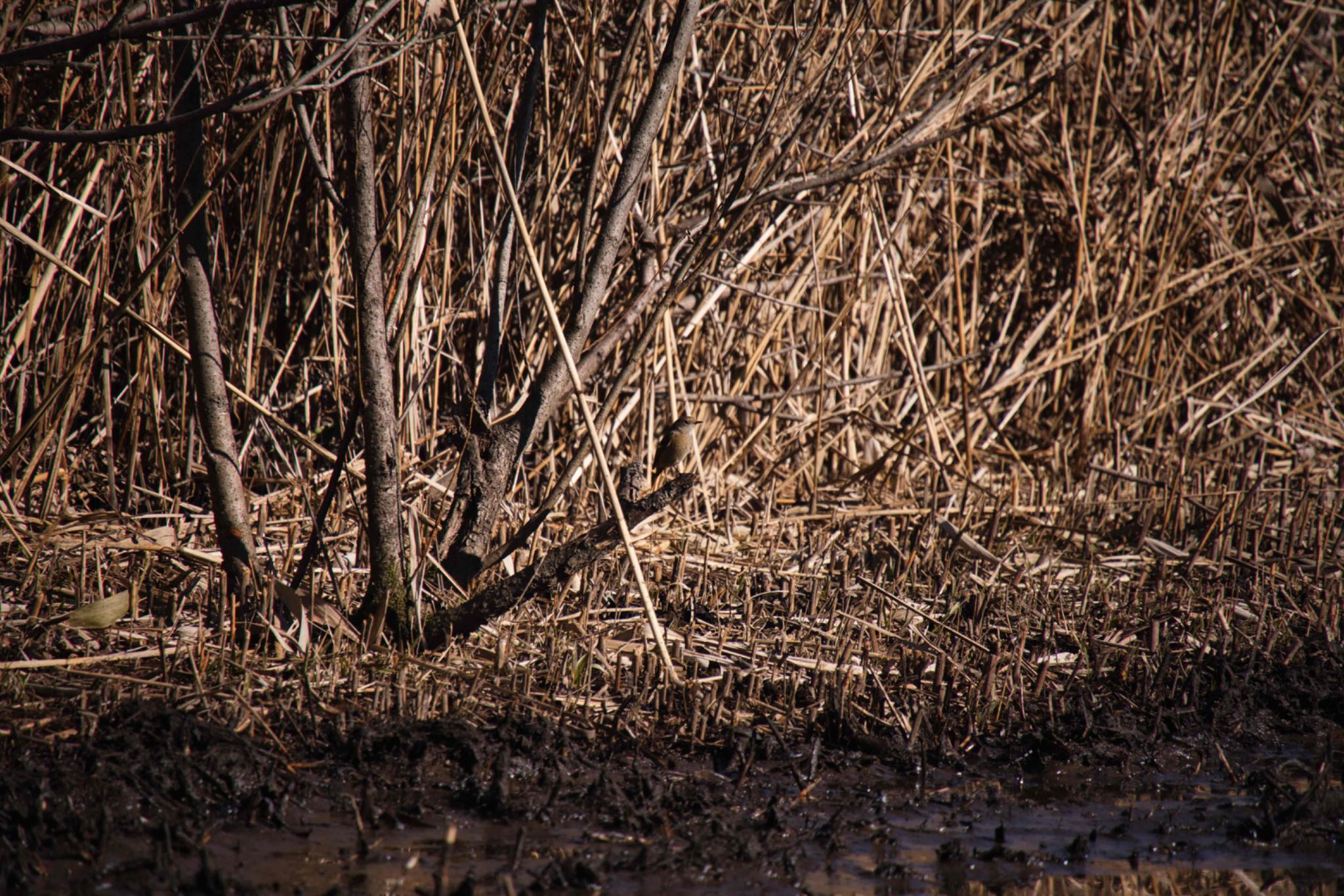 北本自然観察公園 ウグイスの写真 by あおじさん