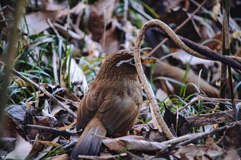 Sun, 1/9/2022 Birding report at Kitamoto Nature Observation Park