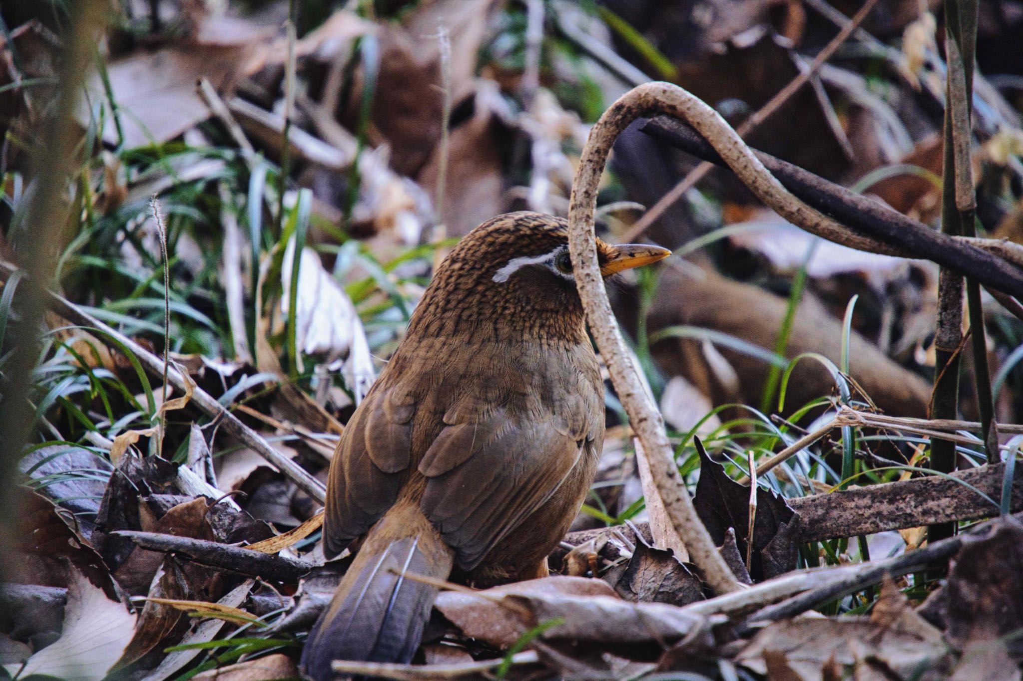 Photo of Chinese Hwamei at Kitamoto Nature Observation Park by あおじさん