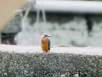 カワセミ 七つ洞公園 2017年7月22日(土)