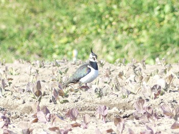 2022年1月13日(木) 松戸の野鳥観察記録