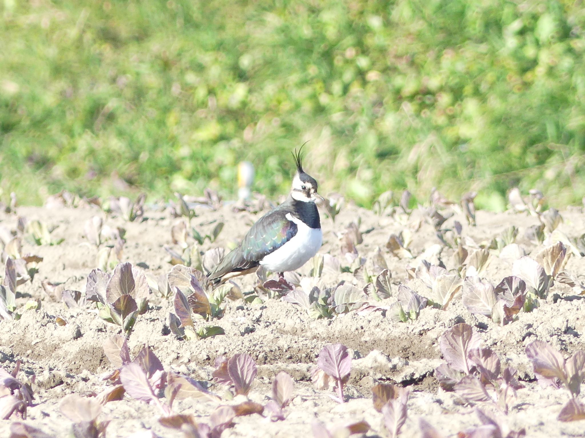 タゲリ