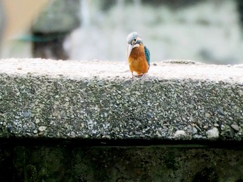 カワセミ 七つ洞公園 2017年7月22日(土)