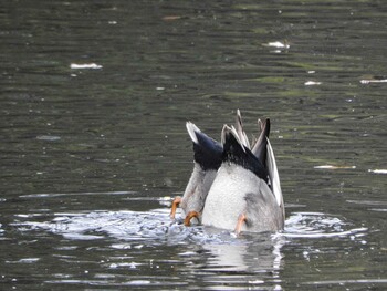 Thu, 1/13/2022 Birding report at 馬見丘陵公園