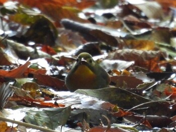 2022年1月10日(月) 広島県の野鳥観察記録