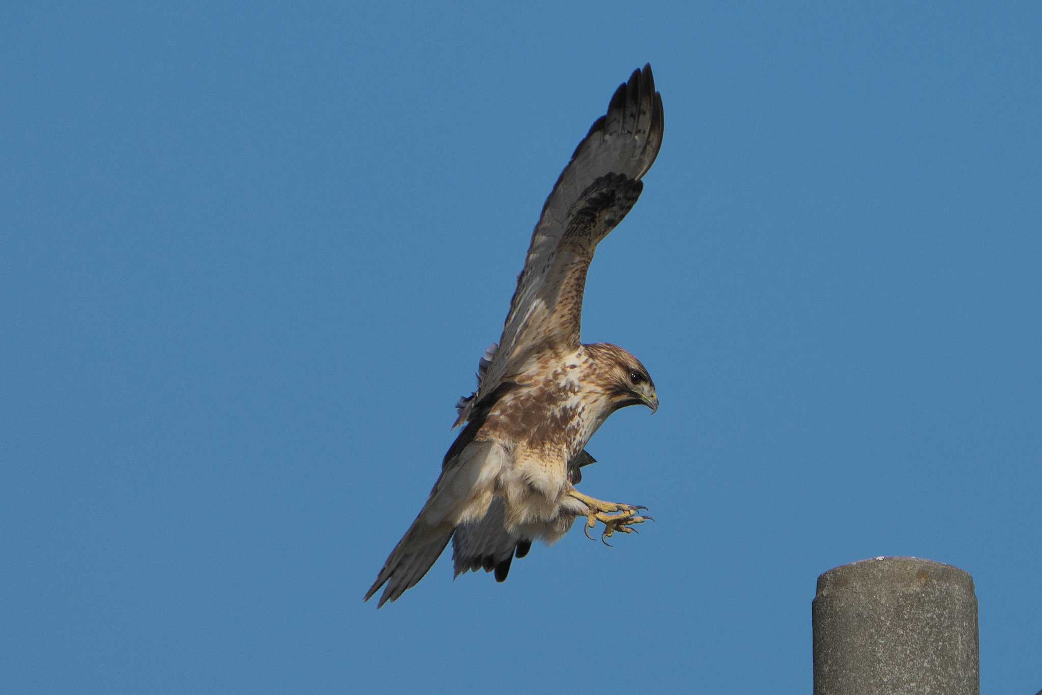 Eastern Buzzard