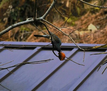 Brown-eared Bulbul 比叡山 Thu, 1/13/2022