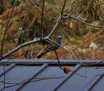 Brown-eared Bulbul 比叡山 Thu, 1/13/2022