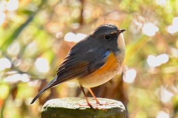 Red-flanked Bluetail Yatoyama Park Thu, 1/13/2022