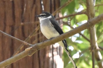 リュウキュウサンショウクイ 座間谷戸山公園 2022年1月13日(木)