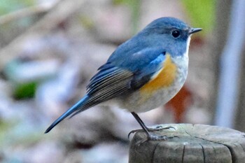 Red-flanked Bluetail Yatoyama Park Thu, 1/13/2022