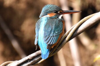 Common Kingfisher Yatoyama Park Thu, 1/13/2022