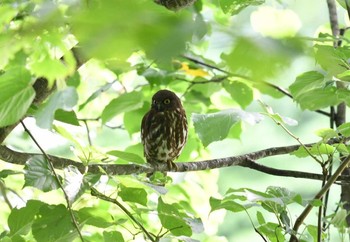 アオバズク 北邦野草 2017年7月21日(金)