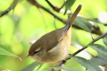 Japanese Bush Warbler Yatoyama Park Thu, 1/13/2022