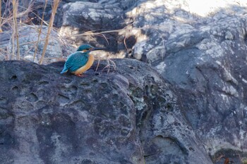 Common Kingfisher 国会前庭 Wed, 1/12/2022