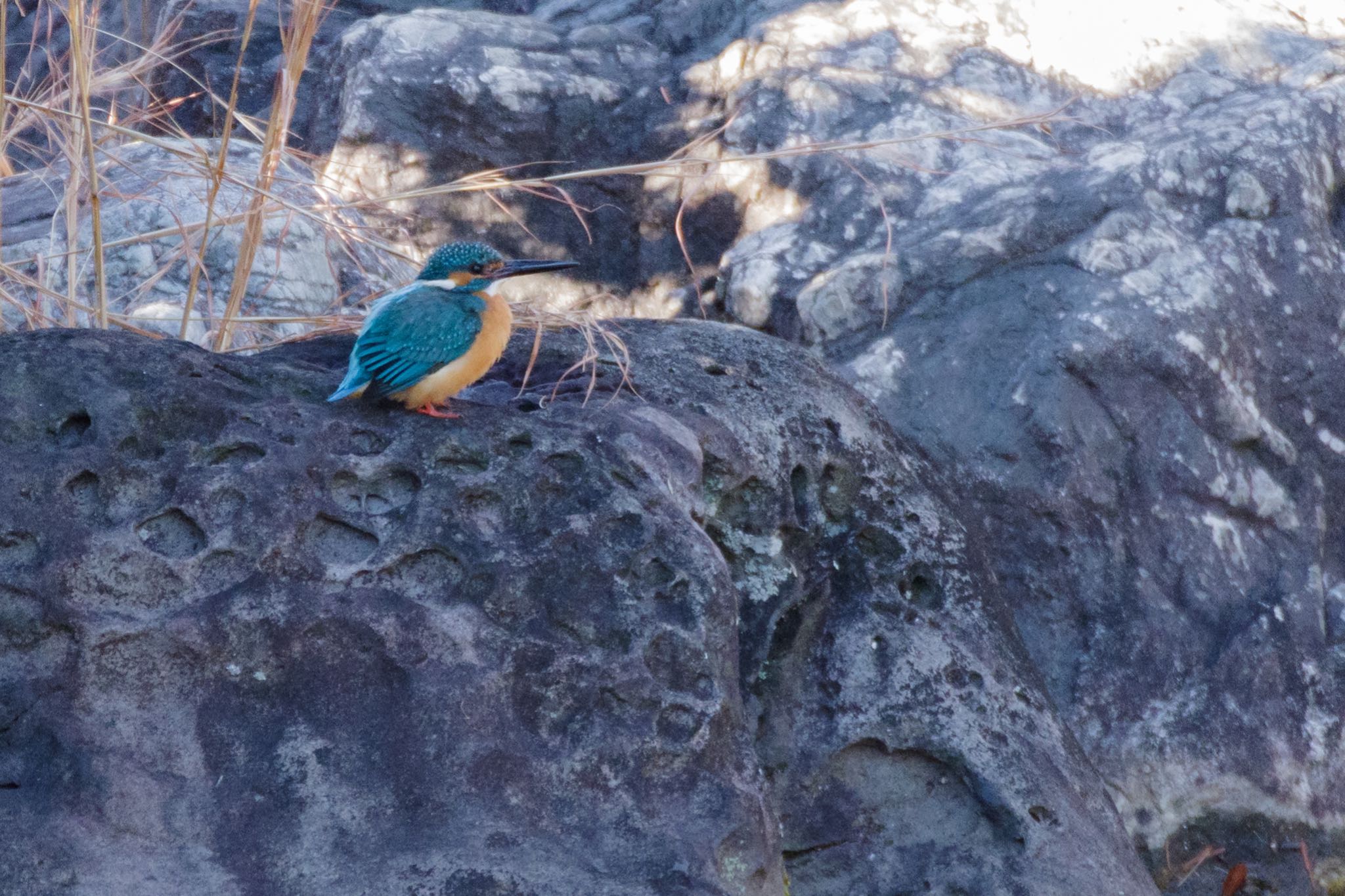 国会前庭にもカワセミが来ていたとは by Marco Birds