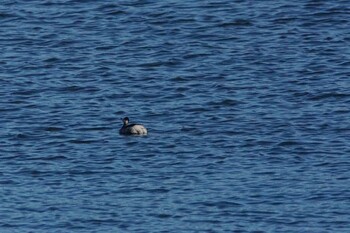 2022年1月2日(日) 涸沼の野鳥観察記録