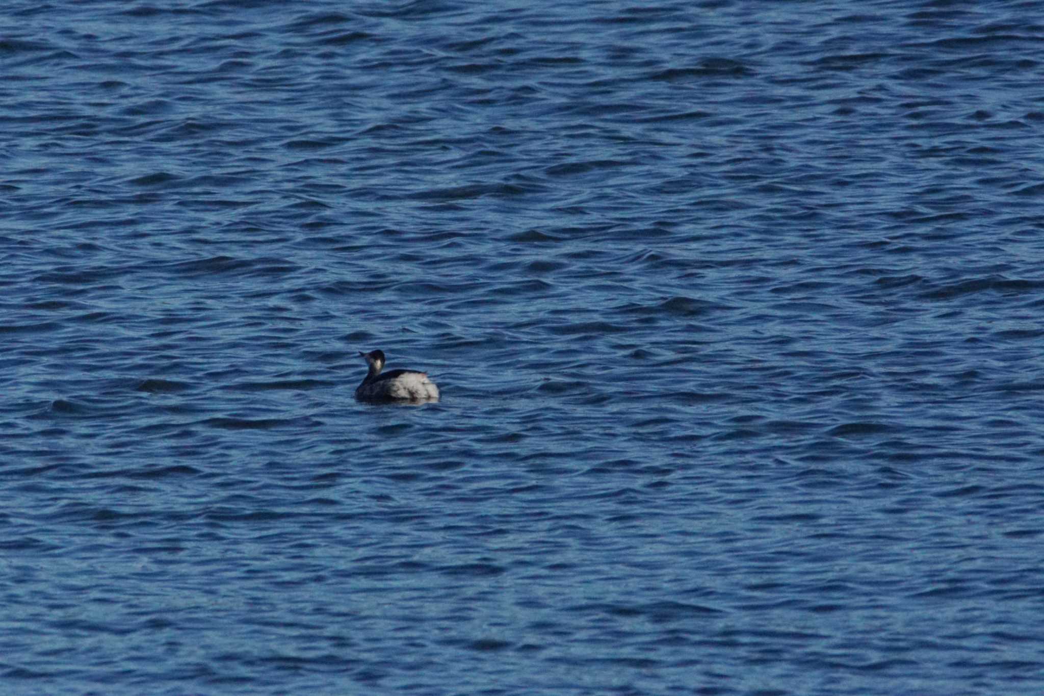 Black-necked Grebe