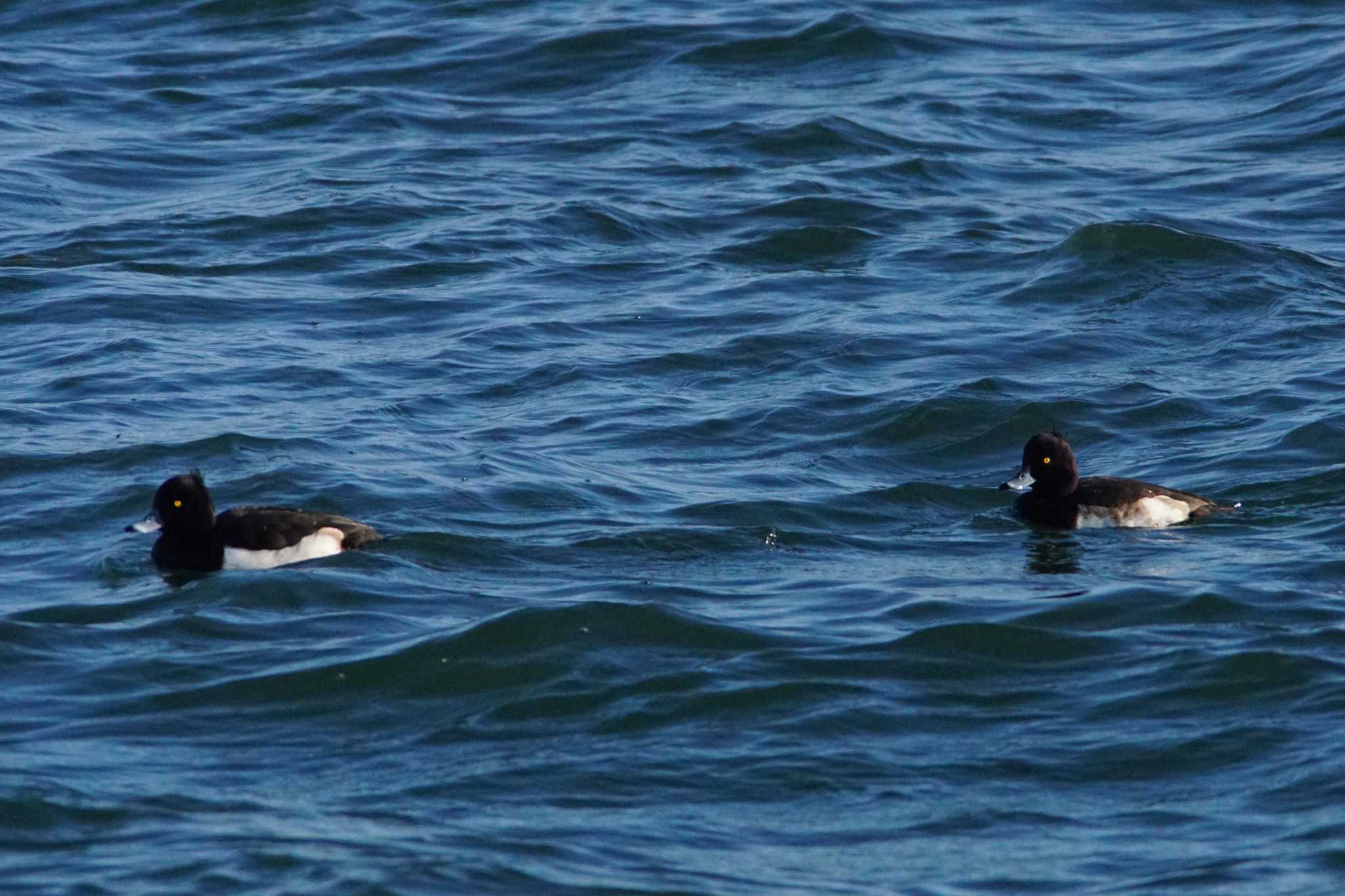 Tufted Duck