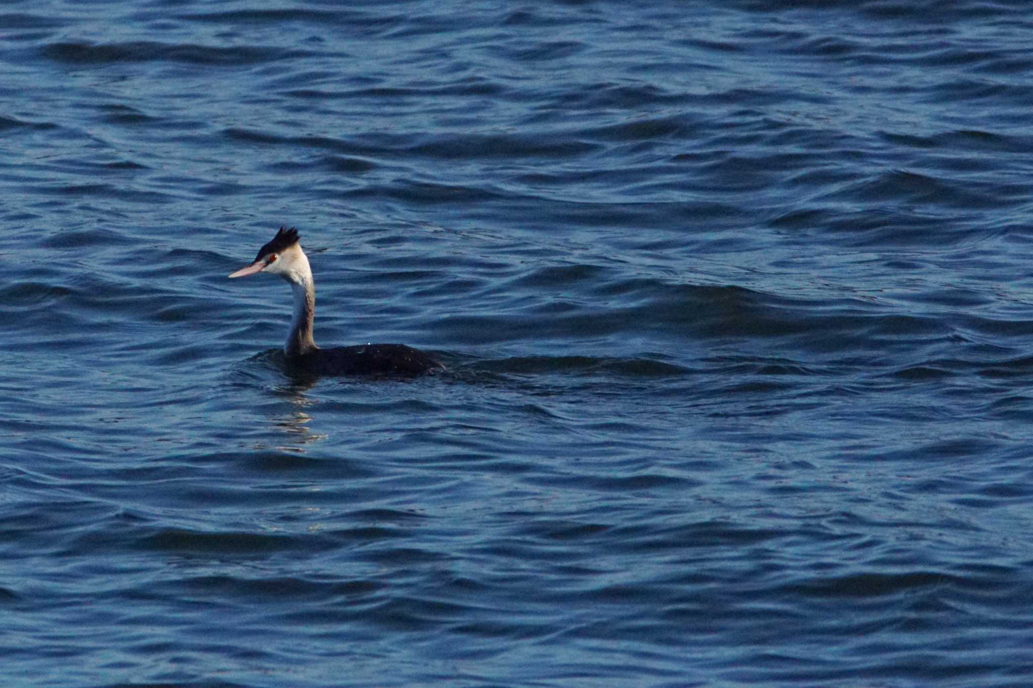 Great Crested Grebe