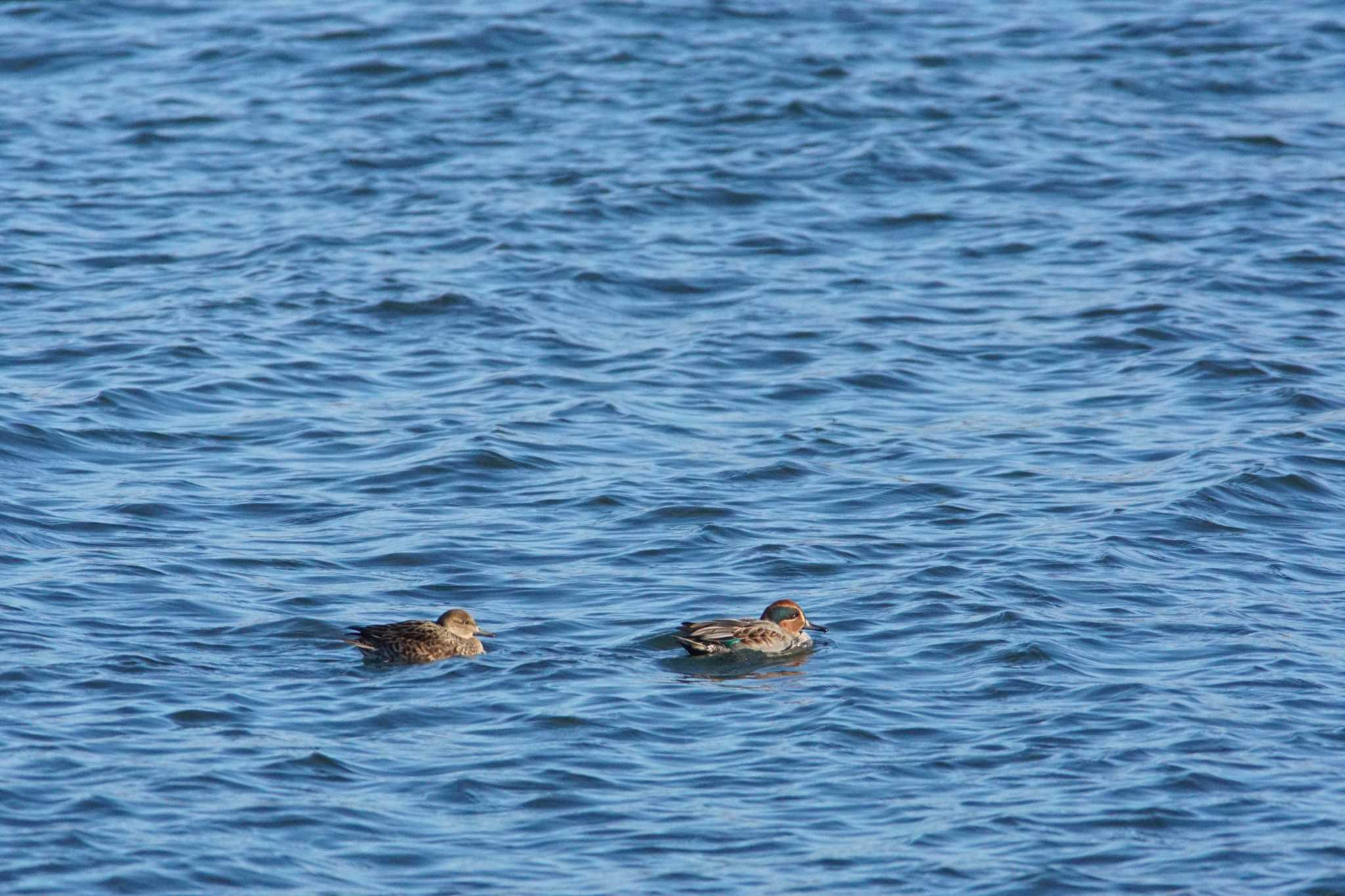 Eurasian Teal