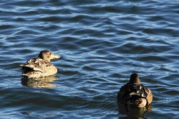 Northern Shoveler