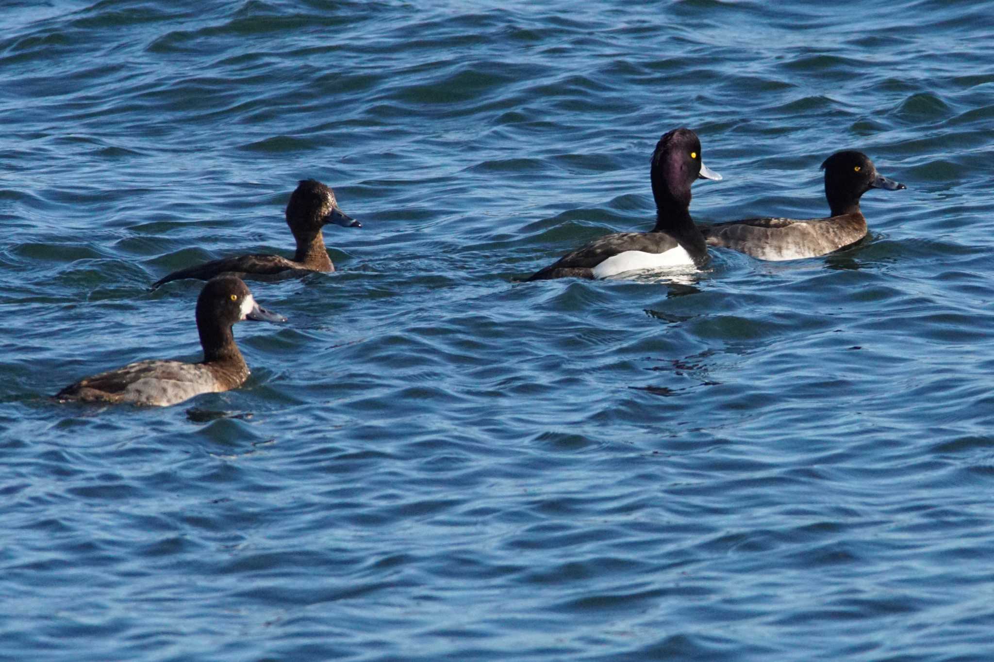 Greater Scaup