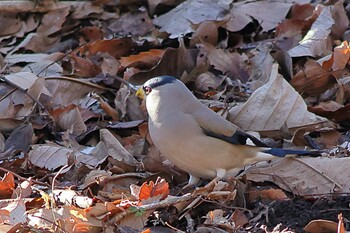 Japanese Grosbeak 町田市 Sun, 1/9/2022