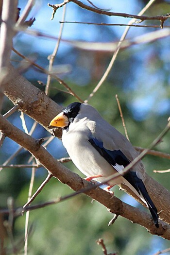 Japanese Grosbeak 町田市 Sun, 1/9/2022