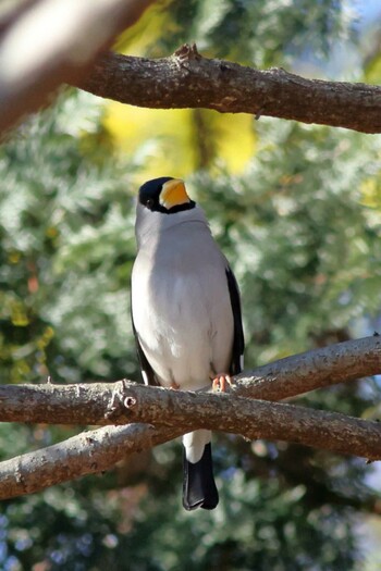 Japanese Grosbeak 町田市 Sun, 1/9/2022