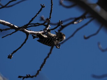 Japanese Pygmy Woodpecker 境川遊水地公園 Wed, 1/12/2022