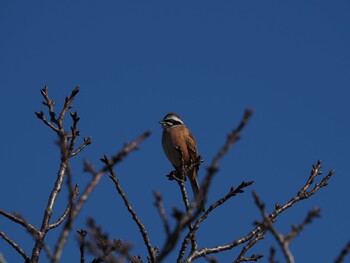 2022年1月12日(水) 境川遊水地公園の野鳥観察記録