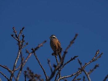 Meadow Bunting 境川遊水地公園 Wed, 1/12/2022