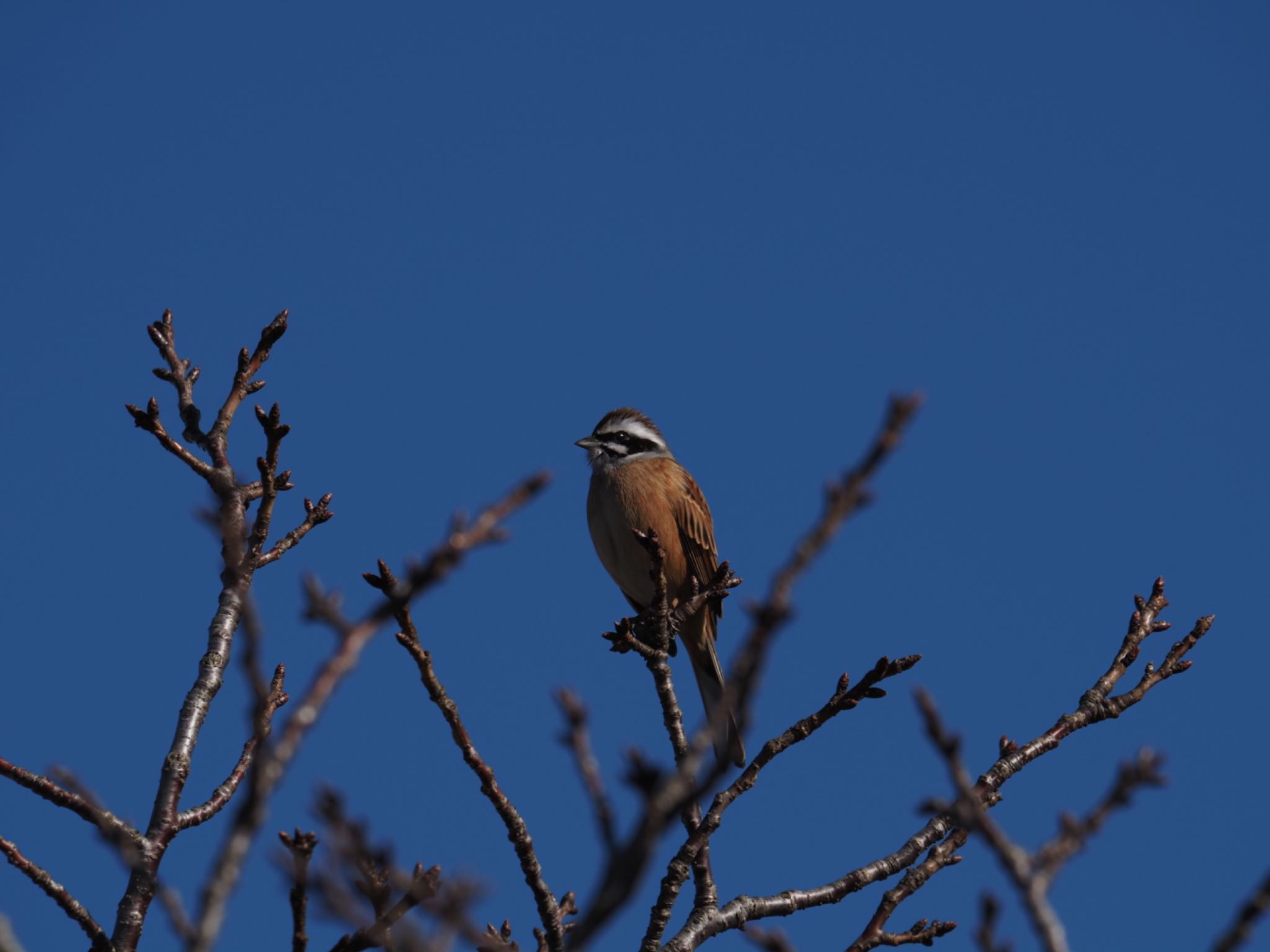 Meadow Bunting