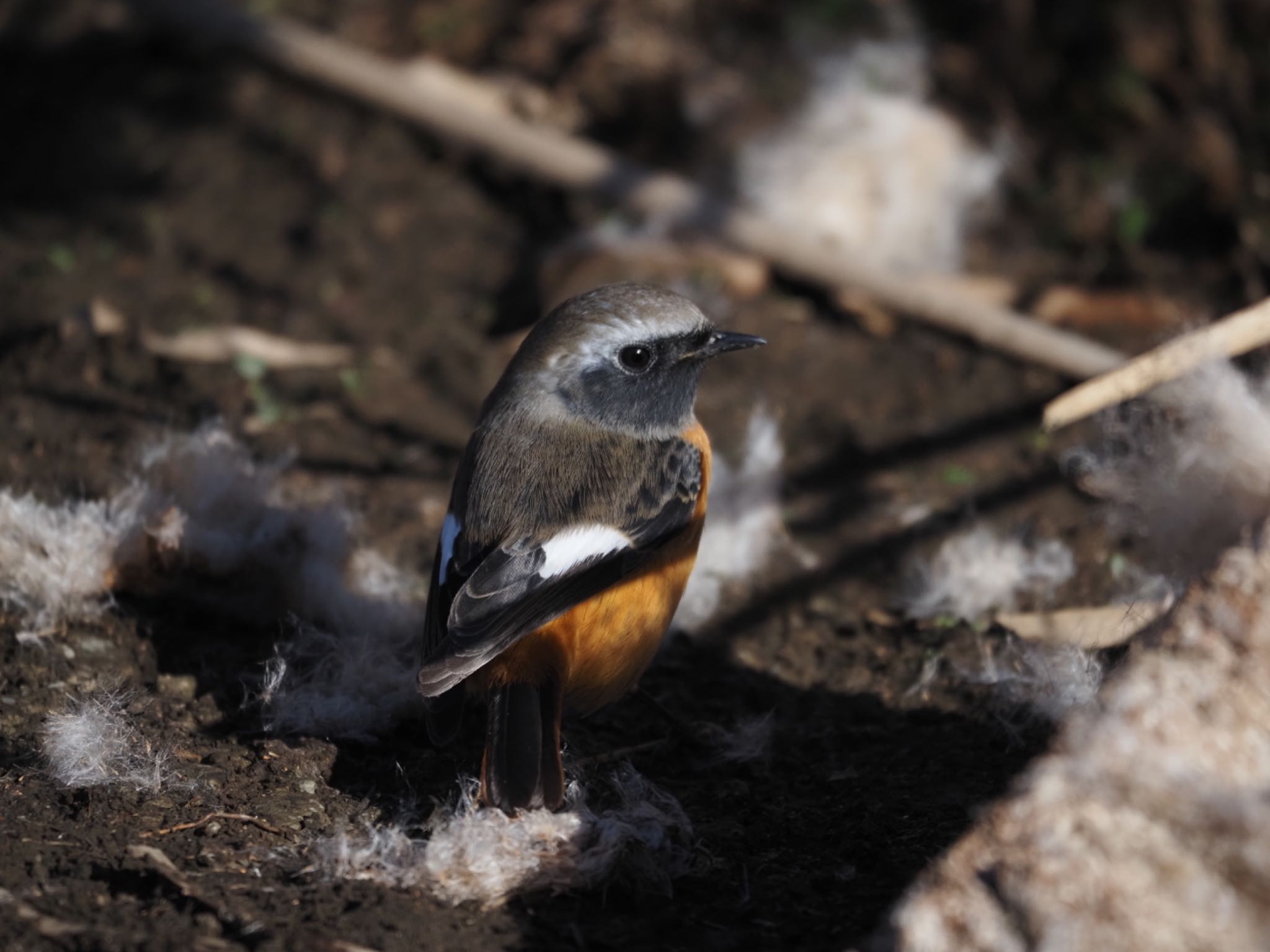 Photo of Daurian Redstart at 境川遊水地公園 by メメタァ