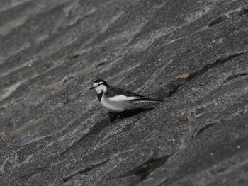 White Wagtail 境川遊水地公園 Wed, 1/12/2022