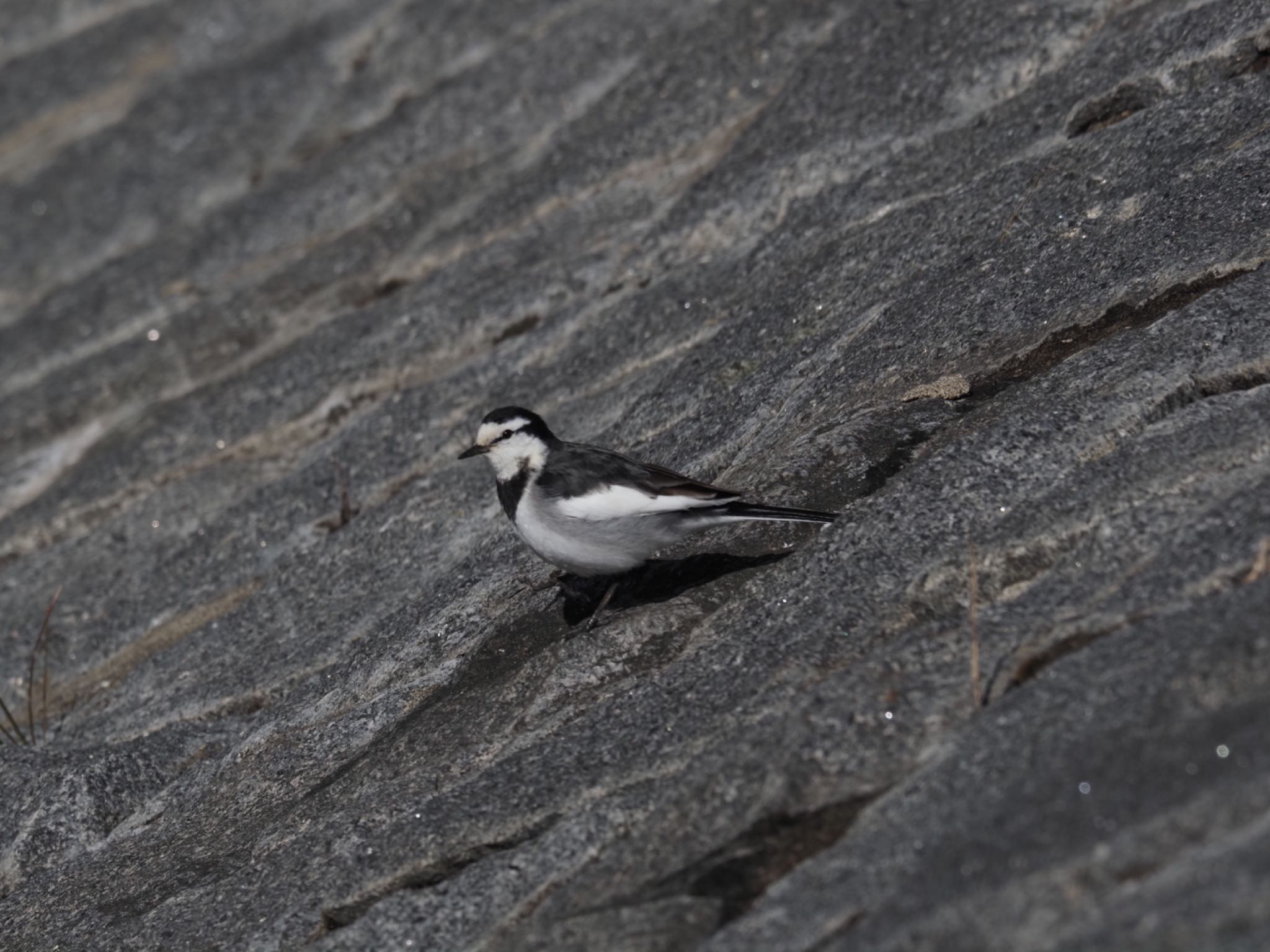 White Wagtail